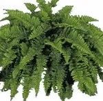 Ellátása tekintetében Asplenium Kostenets vagy otthon, tippek és trükkök