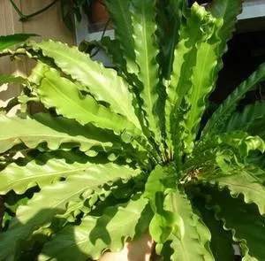 Ellátása tekintetében Asplenium Kostenets vagy otthon, tippek és trükkök