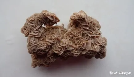 Az igazság a Szahara Rose