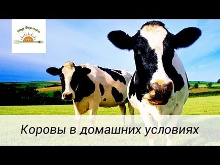 Készítmények miksoferon tehenek Dawn krém tőgy estrofan állatgyógyászatban (krém) Előkészítés miksoferon tehenek Dawn krém tőgy estrofan állatgyógyászati
