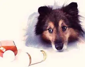 Antibiotikumok kutyáknak Antibiotikumok kutyáknak