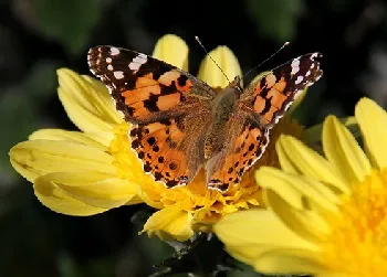 Butterfly, mint egy ember
