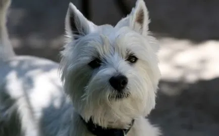Dog White Terrier Terrier Kutya