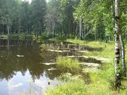 Nyár 1