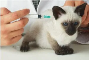 Veszettség elleni oltás, ha a macska, hogy sokat jár, vakcinák