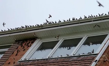 Omen madár kopogtat az ablakon 1