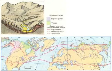 Természetes tundra zóna - jellemző, madarak, állatok, növényzet típusú (természetes területe Magyarország) Természetes tundra zóna - jellemző, madarak, állatok, növényzet, típusok
