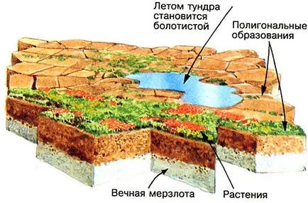 Nature Area Tundra, földrajzi elhelyezkedés, természeti adottságok és az éghajlat, a talaj,