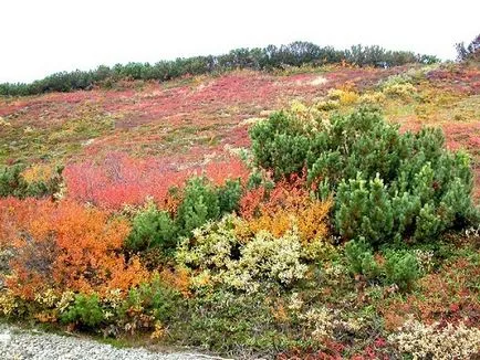 Nature Area Tundra, földrajzi elhelyezkedés, természeti adottságok és az éghajlat, a talaj,