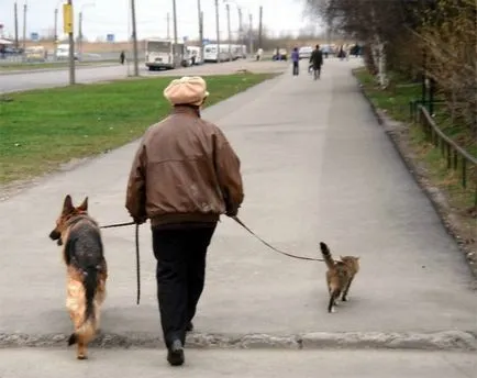 Viccek a kutyák és a macskák, vicces fotó