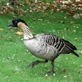 Bird () 7 betűk - szó keresése maszk és meghatározás választ keresztrejtvények