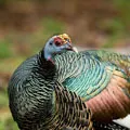 Bird () 7 betűk - szó keresése maszk és meghatározás választ keresztrejtvények