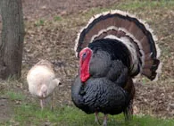 Bird pulyka, leírás pulyka, pulyka