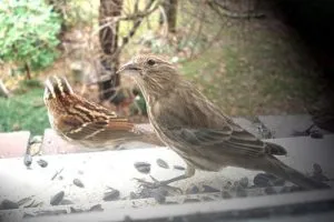 Bird kopog az ablakon -, mi ez a jel, suttogó (ablak) Bird kopog az ablakon -, mi ez a jel, suttogó