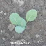 A magról karfiol az otthoni, hétvégi ház