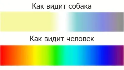 Megkülönböztetni, hogy a színe a kutya