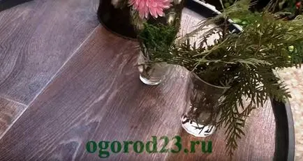 reprodukciós arborvitae