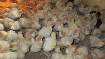 Tenyésztési pulyka, mint egy üzlet nyereséges-e vagy sem, kész üzleti terv
