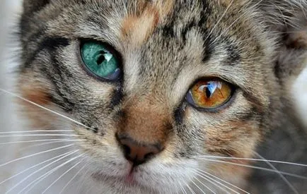 Különböző szemszín minden tudás heterochromia (heterochromia) Különböző szemszín minden tudás heterochromia