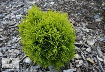A szaporodási arborvitae dugványok