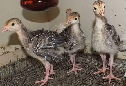 Tenyésztési pulyka, mint egy üzlet nyereséges-e vagy sem, kész üzleti terv