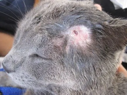 Sebek harc után egy macska ellátás, a seb a fején, gennyes seb, mint a gyógyítás
