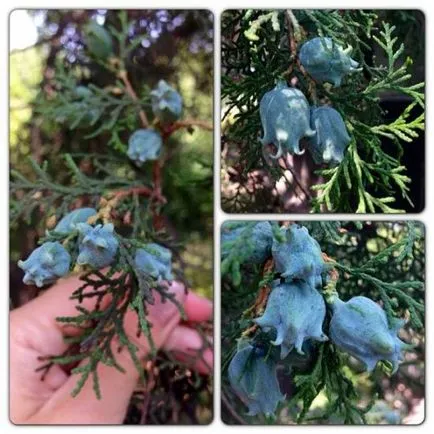 A szaporodási arborvitae dugványok