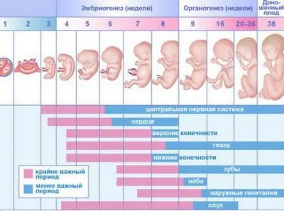 A gyermek az anyaméhben hetekig a fényképet (az anya) A gyermek az anyaméhben hetekig fotó