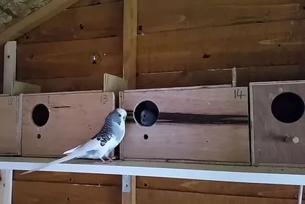 Tenyésztési törpepapagájok otthon fotók és videó