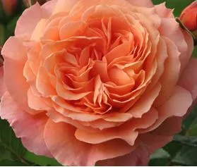 Rose pavilon, leírás