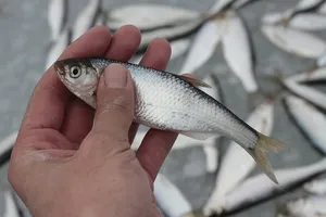 Fish sivár, fotó, leírás a megjelenés és az életmód küsz (fajta) Fish sivár, fotó, leírás a külső megjelenése, arculata sivár élet