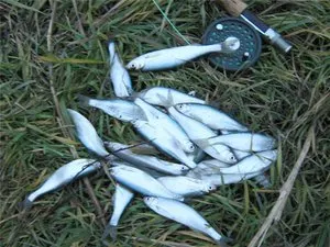 Fish sivár, fotó, leírás a megjelenés és az életmód küsz (fajta) Fish sivár, fotó, leírás a külső megjelenése, arculata sivár élet