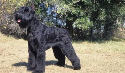 Schnauzer leírása jellegét és jellemzőit a német kőzet (riesenschnauzer) Óriás schnauzer jellegének leírása és jellemzői német fajta