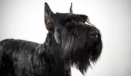 Schnauzer leírása jellegét és jellemzőit a német kőzet (leírás) Óriás schnauzer jellegének leírása és jellemzői német fajta