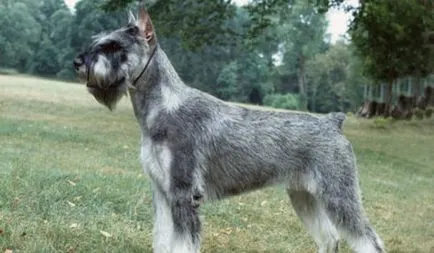 Schnauzer leírása jellegét és jellemzőit a német kőzet (különösen) Óriás schnauzer jellegének leírása és jellemzői német fajta