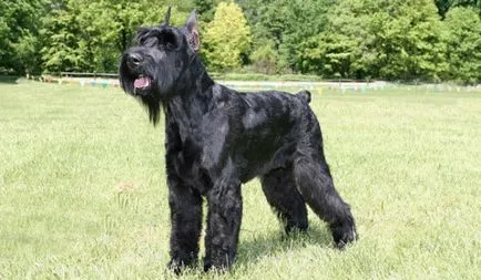 Schnauzer leírása jellegét és jellemzőit a német kőzet (karakter) Óriás schnauzer jellegének leírása és jellemzői német fajta