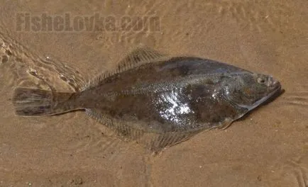 Fish lepényhal, mint a fekete-tengeri eltér a Balti (a család) Fish lepényhal, mint a fekete-tengeri eltér a balti