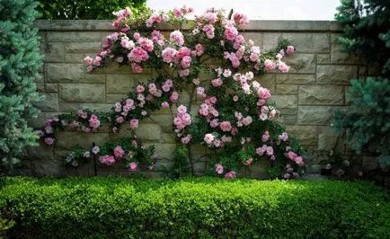 Rose-shraby mi ez, fotó, leírás, ültetés, gondozás, fajták