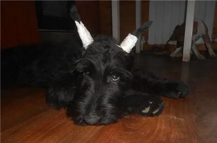 Óriás schnauzer, fajta leírás, szabályainak fogvatartás ellátás és az oktatás (óriás schnauzer) Óriás schnauzer, fajta leírás, szabályainak fogvatartás ellátás és az oktatás