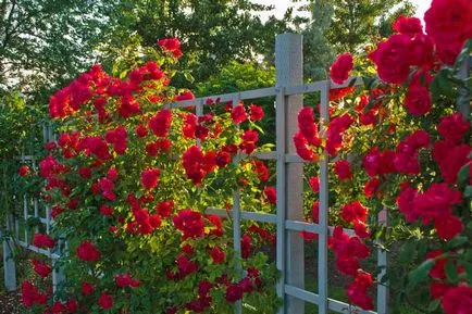 Roses kerttervezés