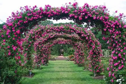 Roses kerttervezés