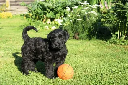 Óriás schnauzer fotó, ár, fajta leírás, képességgel, video - én watchdog
