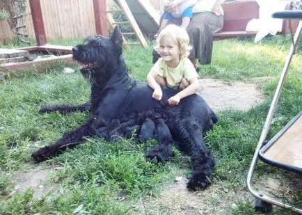 Óriás schnauzer fotó, ár, fajta leírás, képességgel, video - én watchdog