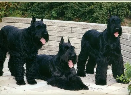 Óriás schnauzer fotó, ár, fajta leírás, képességgel, video - én watchdog