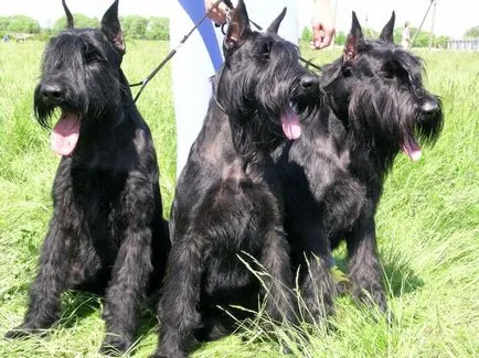 Óriás schnauzer fotó, ár, fajta leírás, képességgel, video - én watchdog