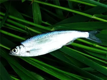 Fish sivár, fotó, leírás a megjelenés és az életmód küsz (hal) Fish sivár, fotó, leírás a külső megjelenése, arculata sivár élet