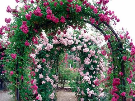 Roses kerttervezés