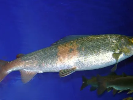 Halak leírása inconnu megjelenés, az élőhelyek, a fajok és az értéke a fotó (Inconnu) Halak leírása inconnu megjelenés, az élőhelyek, a fajok és az érték Photo