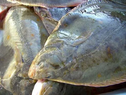 Fish lepényhal mint különbözik Fekete-tenger Balti-(hal) Fish lepényhal, mint a fekete-tengeri eltér a balti