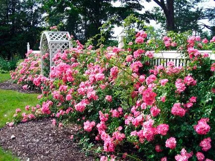 Roses kerttervezés